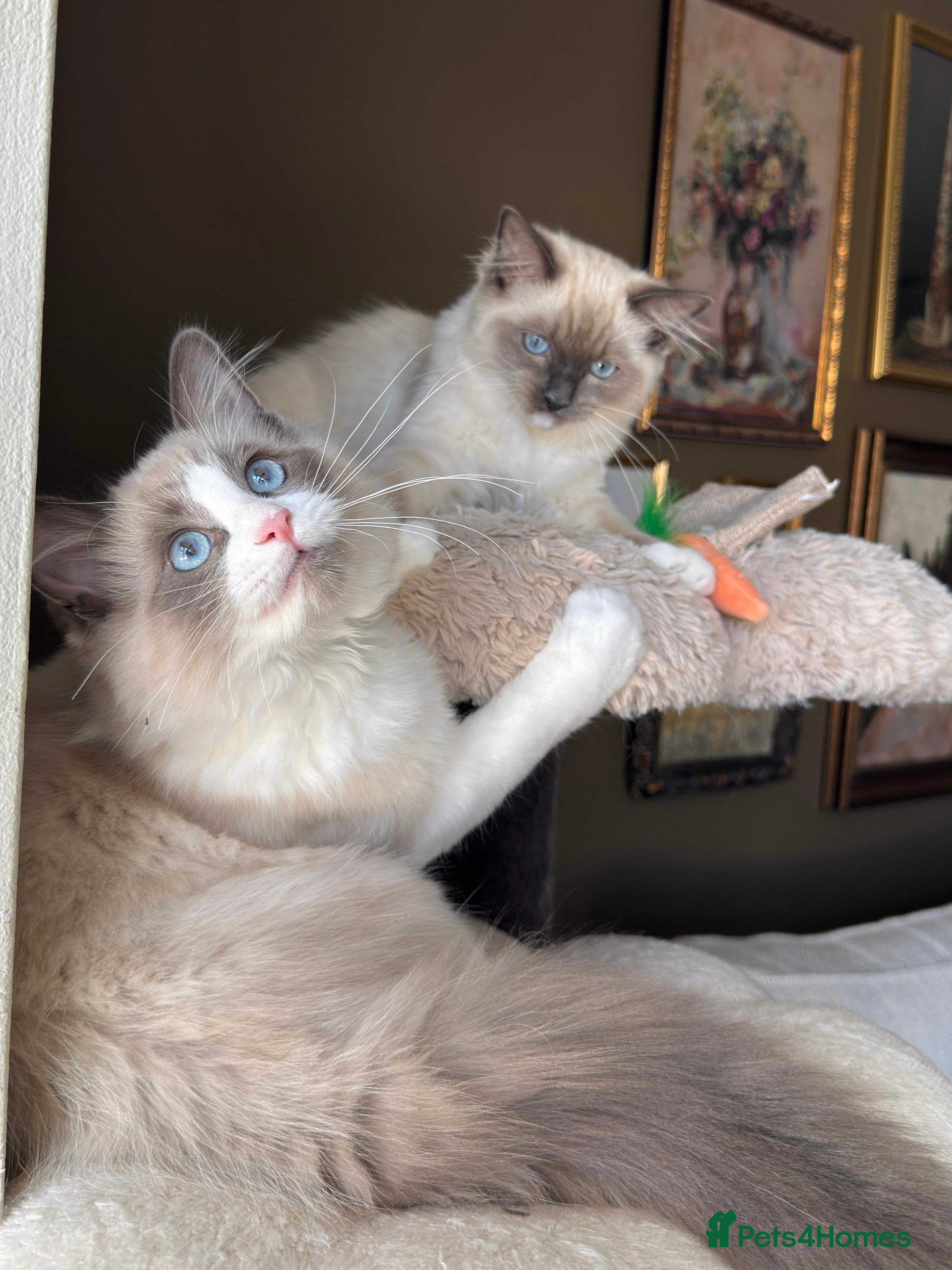 Ragdoll cats Purebred Ragdolls Ready To Leave  - Advert 2