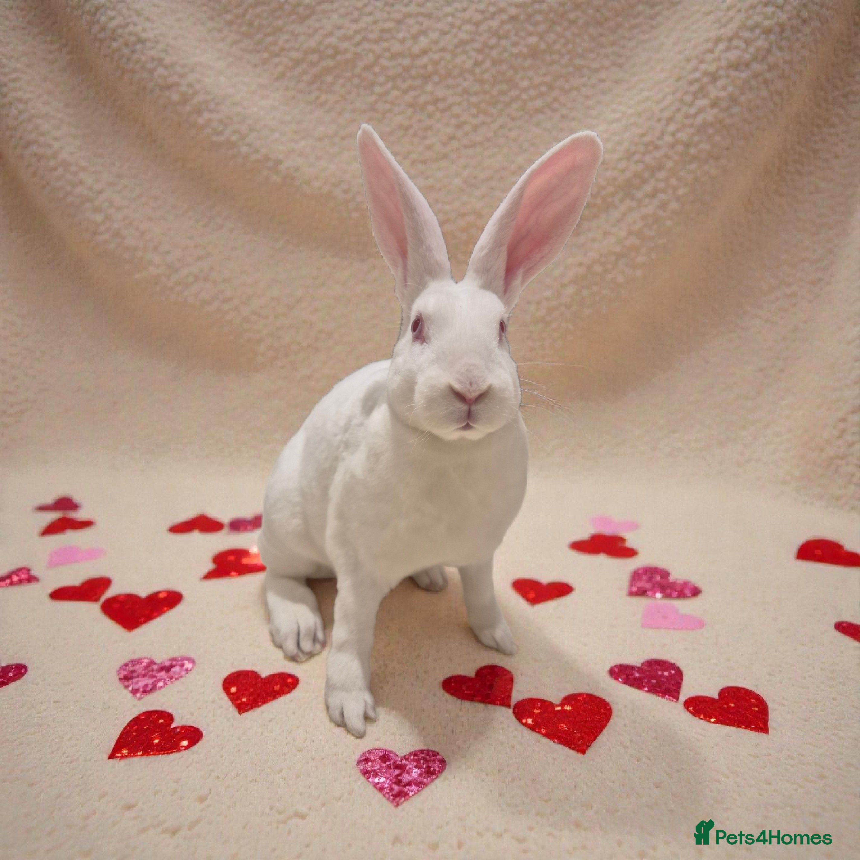 Rex rabbits 💖 Lovely standard rex girlie 🥰 - Advert 1