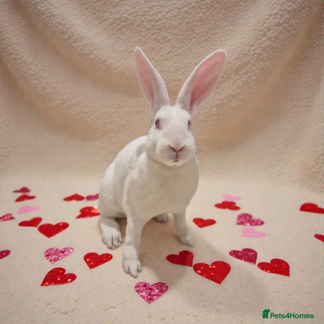 Rex rabbits for sale: 💖 Lovely standard rex girlie 🥰 - Advert 1