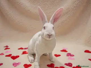 Rex rabbits 💖 Lovely standard rex girlie 🥰 - Advert 6