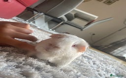 Guinea Pig rodents for sale: Male guinea pig / cheerful and massive foodie - Image 4