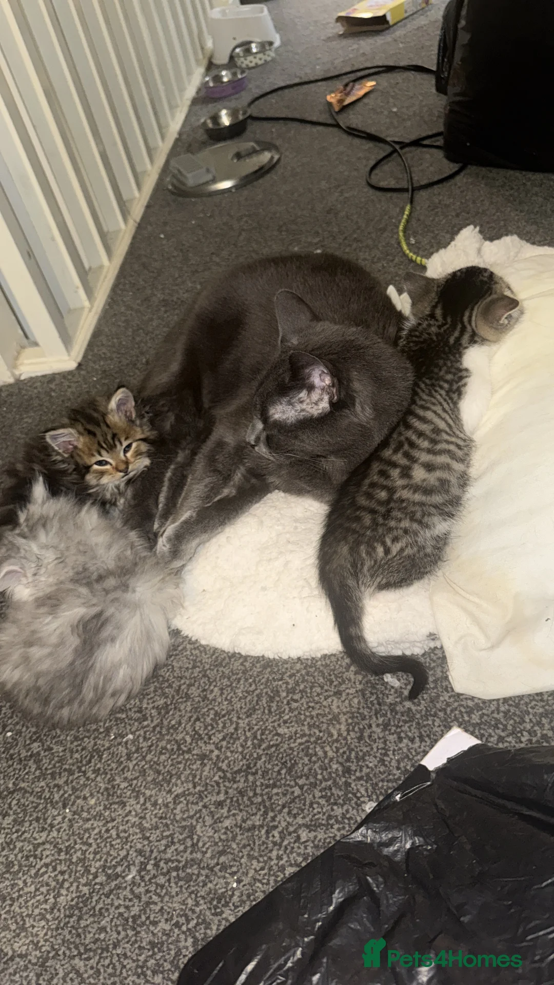 Persian cats for sale: Beautiful Persian kittens  - Advert 3