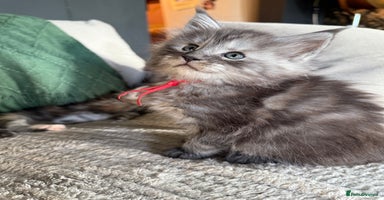 Maine Coon cats - Advert 6