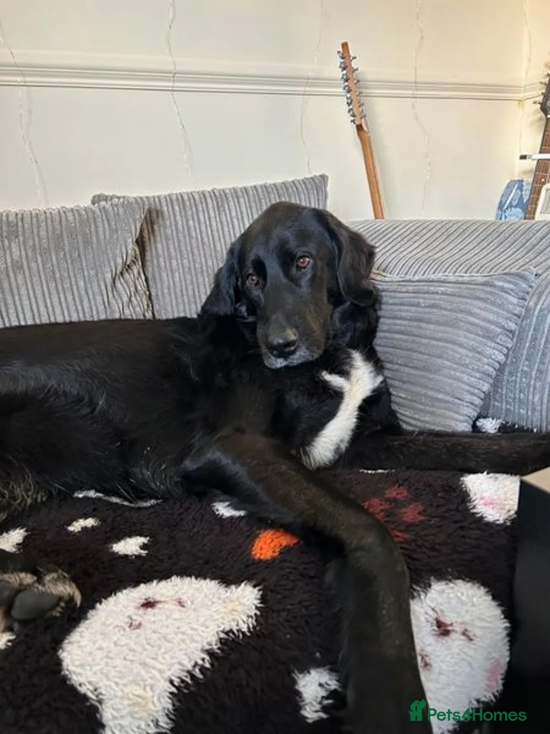 Mixed Breed dogs for adoption: Roo has been waiting for a home for too long! in Waltham Abbey - Advert 7