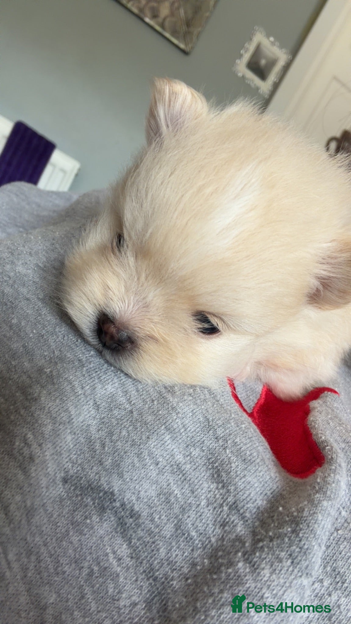 Pomeranian dogs Pomeranian baby girl  - Advert 11