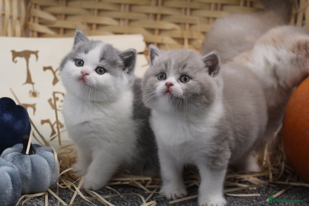 British Shorthair cats for sale: 🐾GCCF Registered British Shorthair Kittens🐾 - Image 7