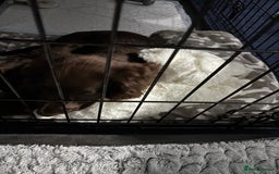 Sprocker dogs for sale: Male Chocolate Sproker - Image 4