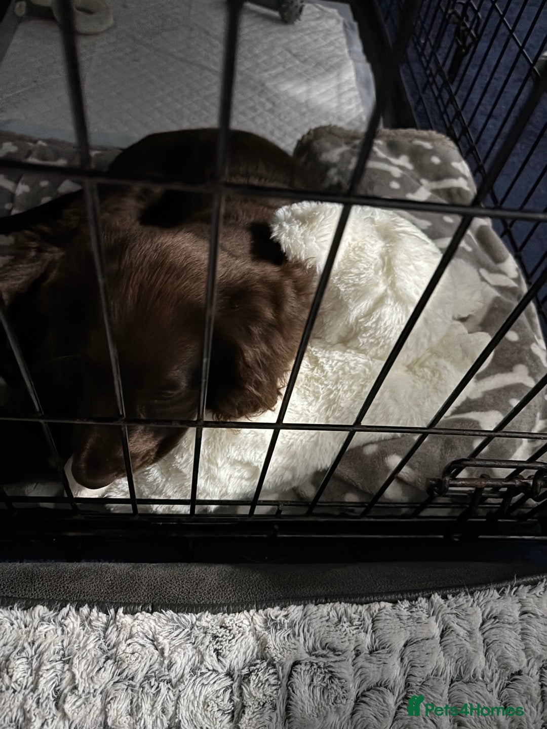 Sprocker dogs for sale: Male Chocolate Sproker - Image 4