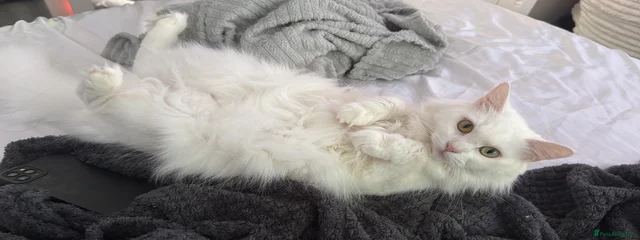 Suki