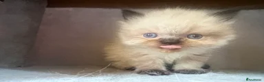 Persian 3