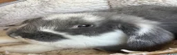 French Lop rabbits for sale: French Giant Lop in Ashford - Advert 20