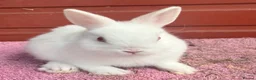 Netherland Dwarf rabbits for sale: Young Netherland Dwarfs - Advert 4