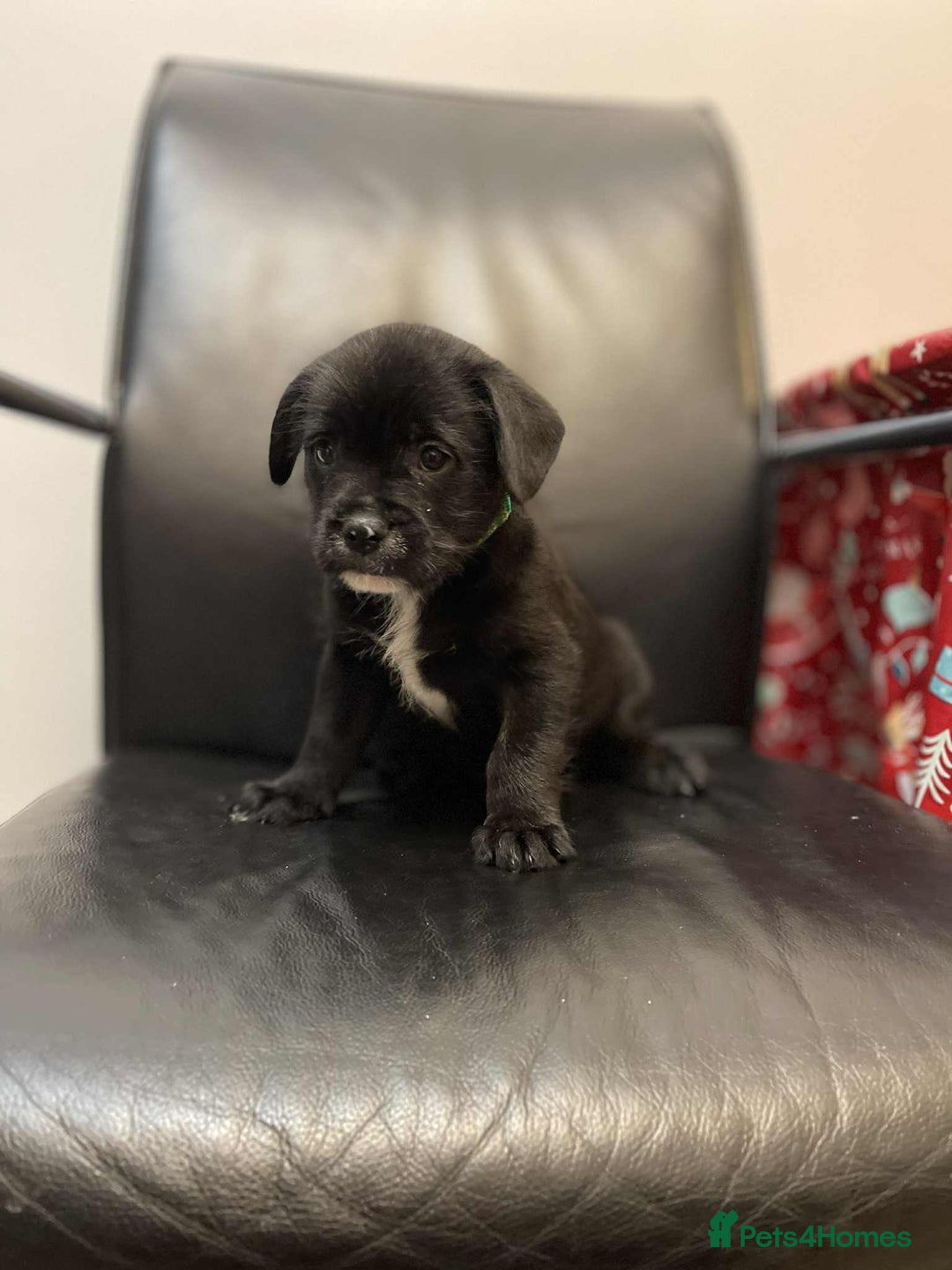 Mixed Breed dogs for sale: French bulldog mixt  - Advert 4