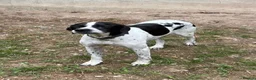 Pointer dogs for adoption: Arpa  in New Romney - Advert 11