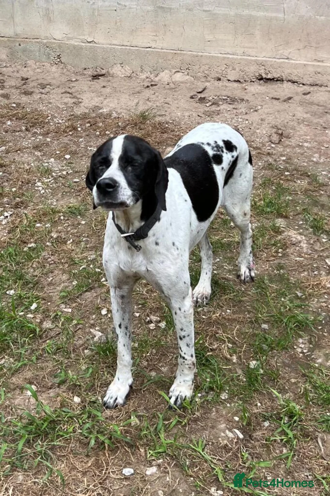 Pointer dogs for adoption: Arpa  in New Romney - Advert 11