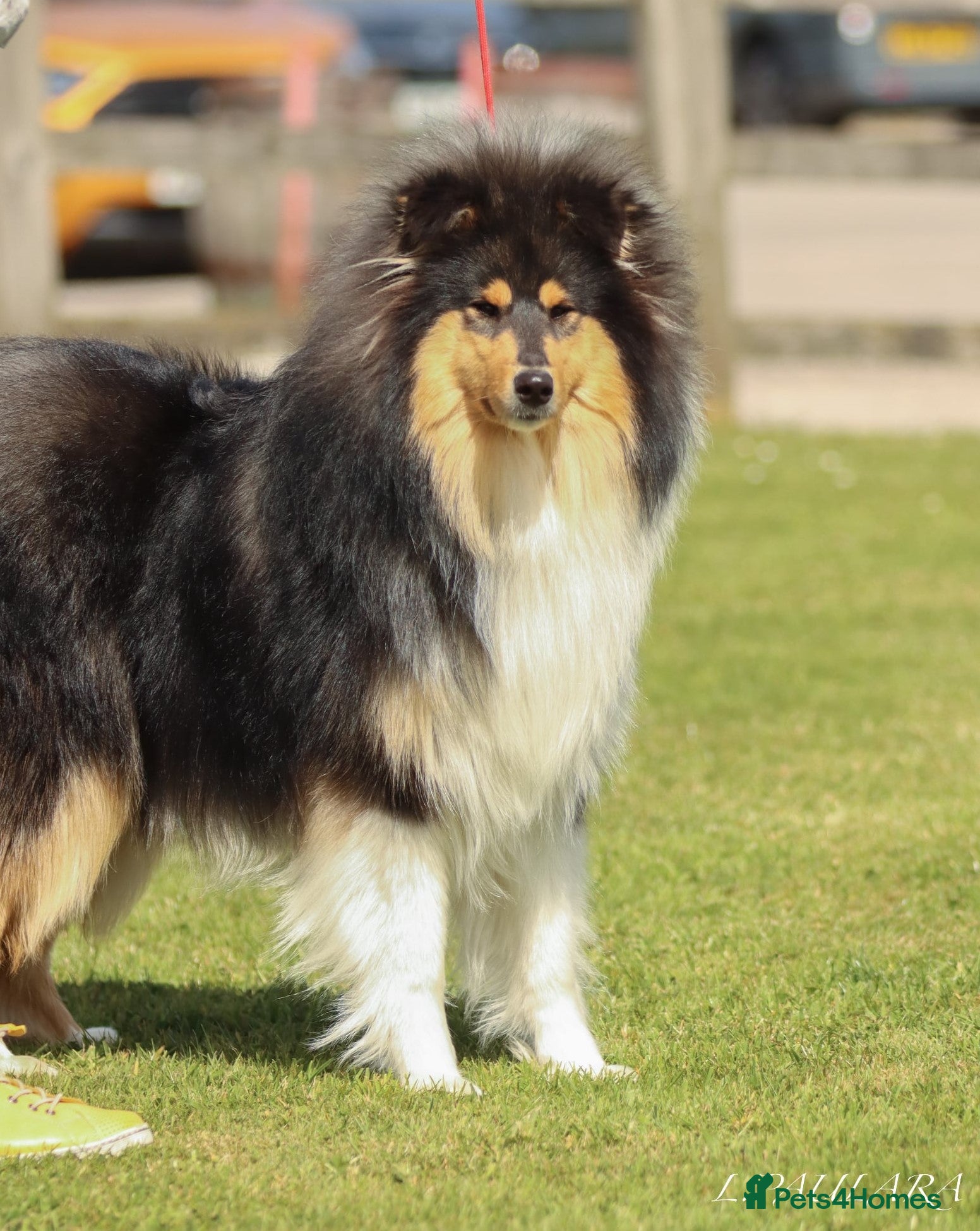 Rough Collie dogs LOVELY SABLE DOG PUPPY - Advert 1