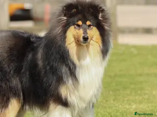 Rough Collie dogs LOVELY SABLE DOG PUPPY - Advert 1