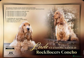 Cocker Spaniel dogs SHOW Cockers Spaniels due - Advert 3