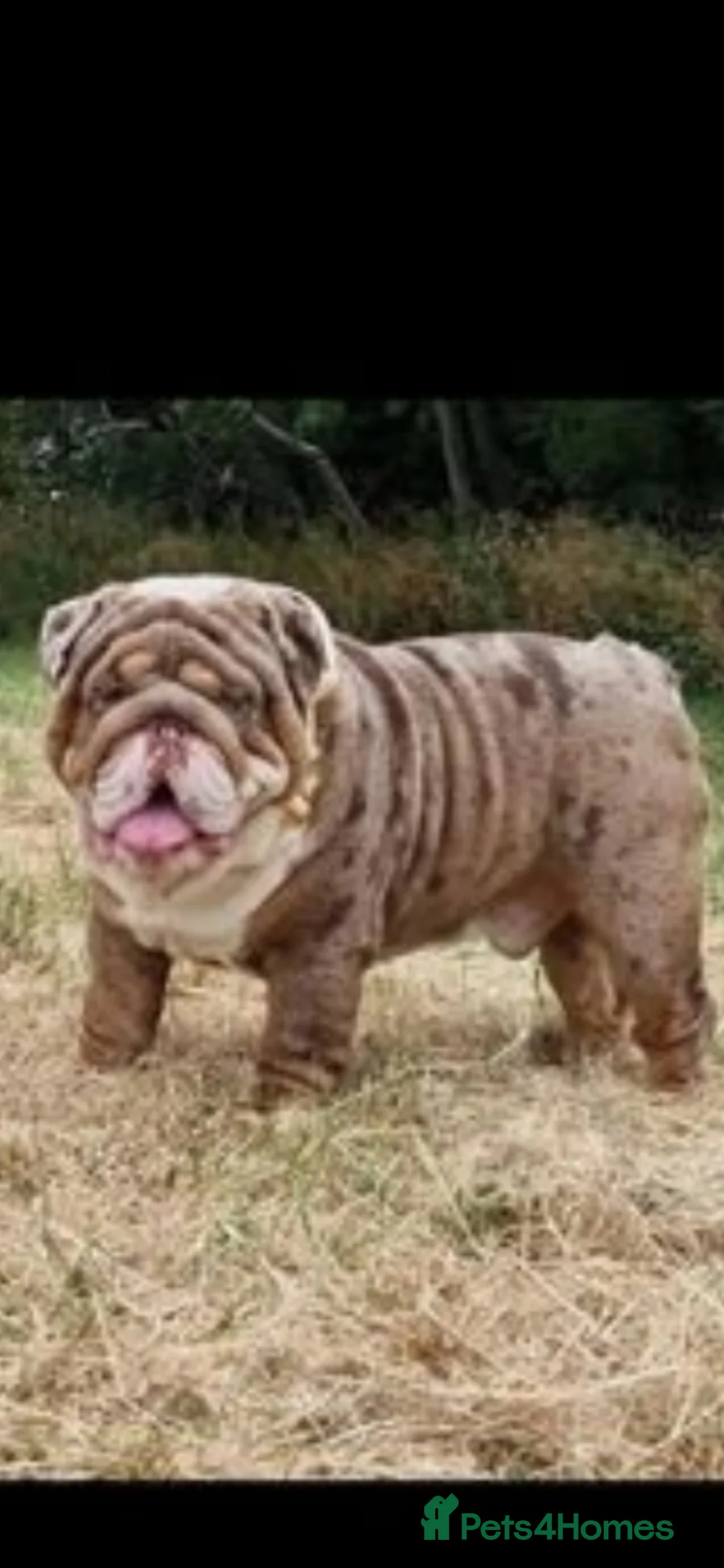 English Bulldog dogs for sale: ✨ English Bulldog Puppies Exceptional Bloodlines ✨ - Advert 3
