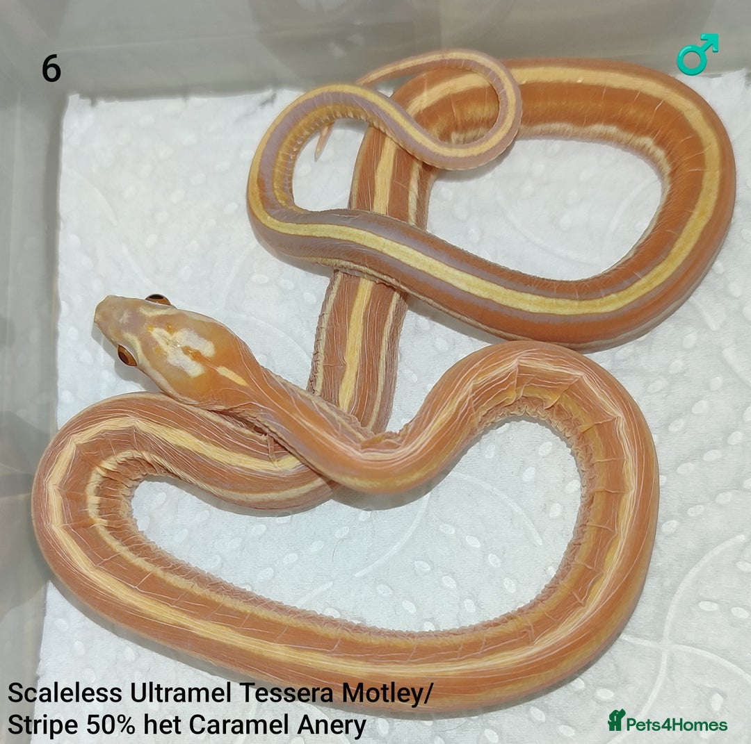 Corn Snake reptiles for sale: 2025 Scaleless cornsnakes  - Advert 2