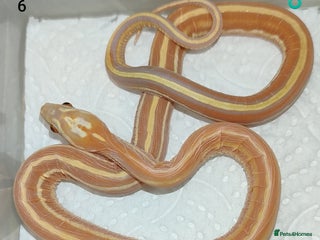 Corn Snake reptiles - Advert 2