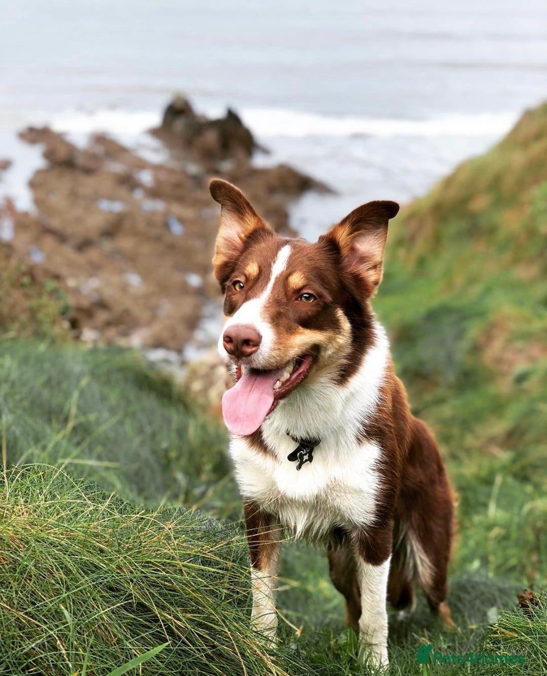 Border Collie dogs for sale: Red & white tri merle border collie puppies - Advert 19