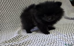 Pomeranian dogs for sale: KC outstanding puppies lilac tan lavender chocolat - Image 11