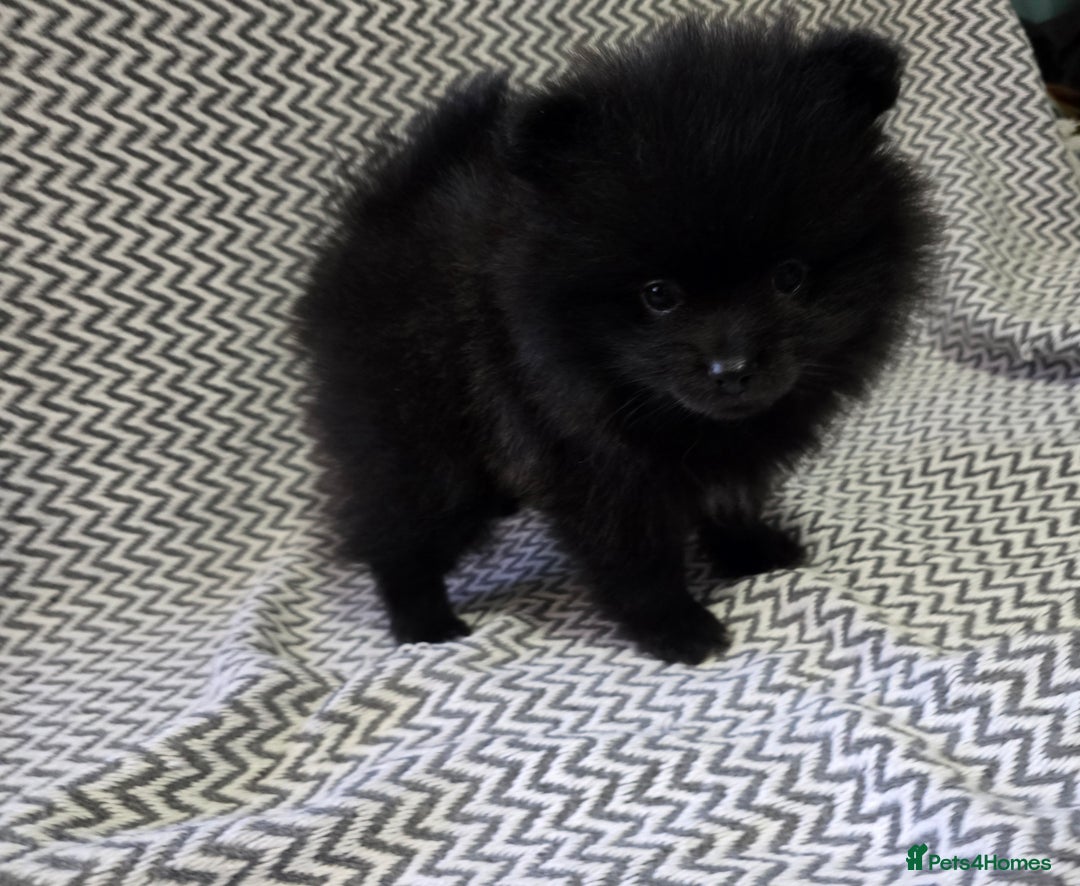 Pomeranian dogs for sale: KC outstanding puppies lilac tan lavender chocolat - Image 11