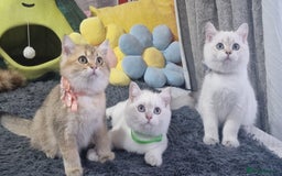 British Shorthair cats for sale: Pedigree British shorthair boy, Champion parents.  - Image 11