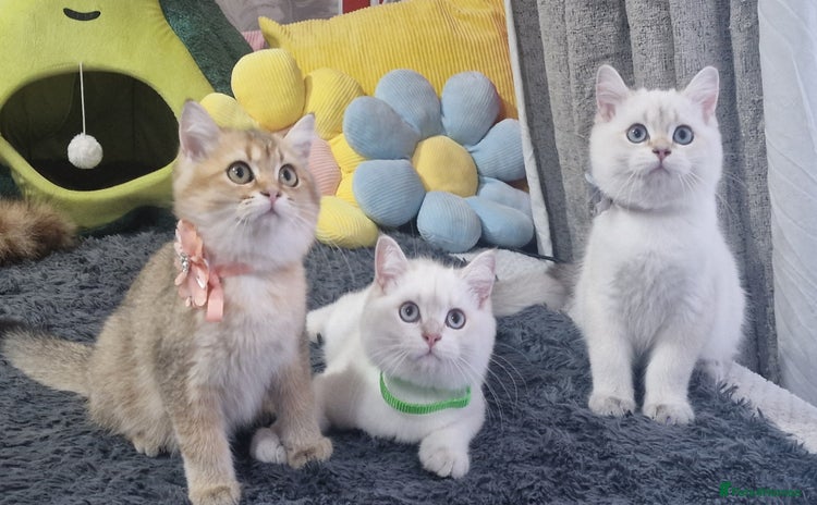 British Shorthair cats - Advert 6