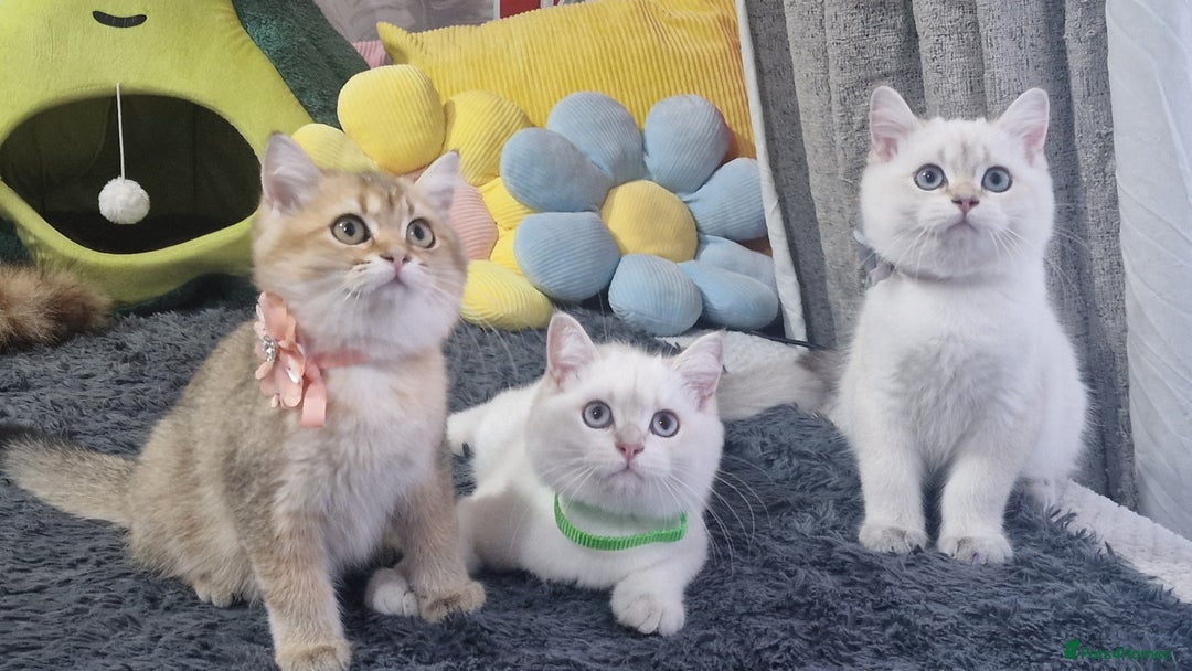 British Shorthair cats for sale: Pedigree British shorthair boy, Champion parents.  - Image 11