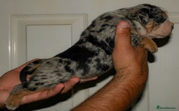Olde English Bulldogge dogs for sale: Olde English Bulldog puppies - Image 21