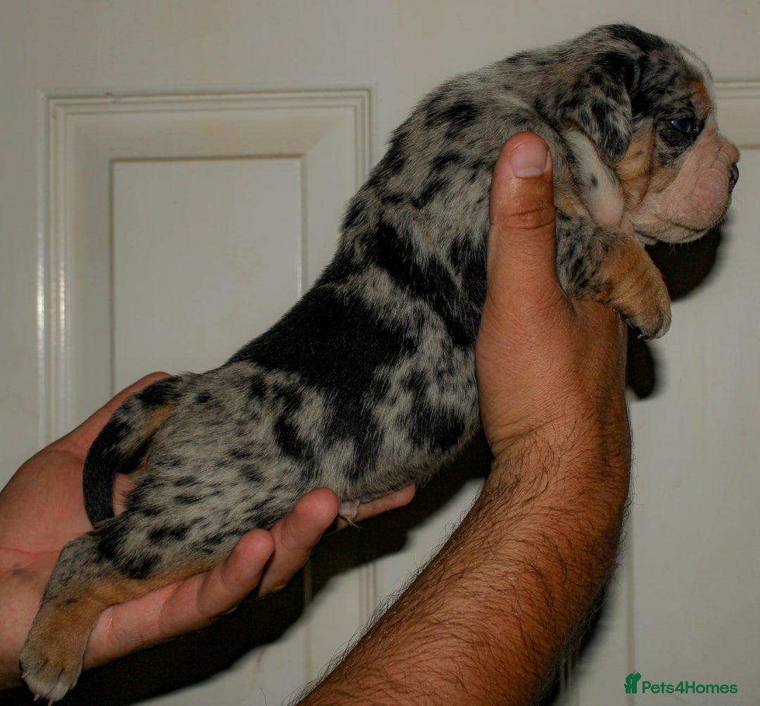 Olde English Bulldogge dogs for sale: Olde English Bulldog puppies - Image 21