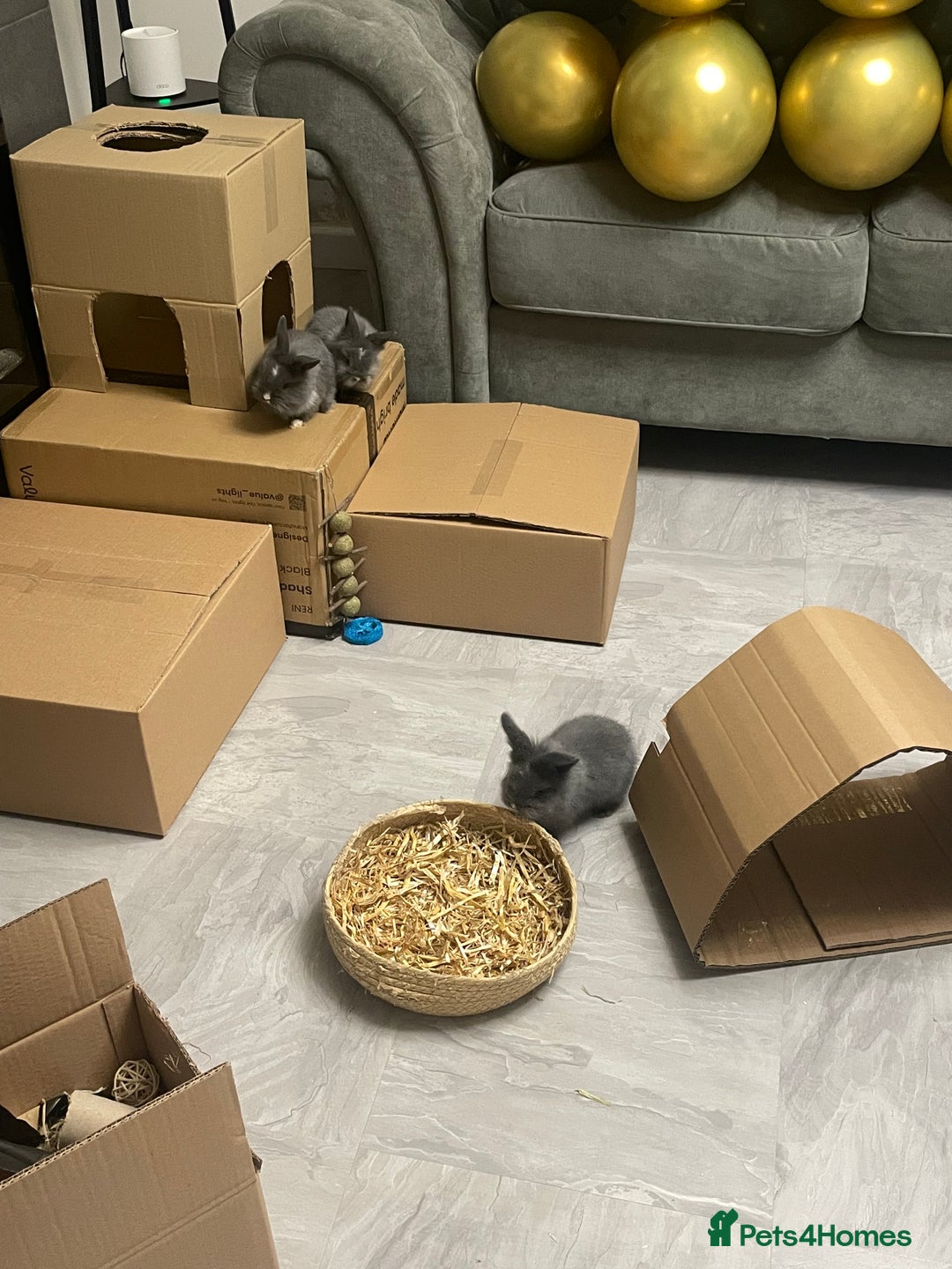 Lionhead rabbits for sale: 8 weeks old, 3 male lionhead bunnies - Advert 8