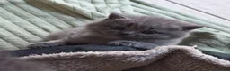 British Shorthair cats for sale: 2 Beautiful BSH Ready to Leave - GCCF Registered - Advert 10
