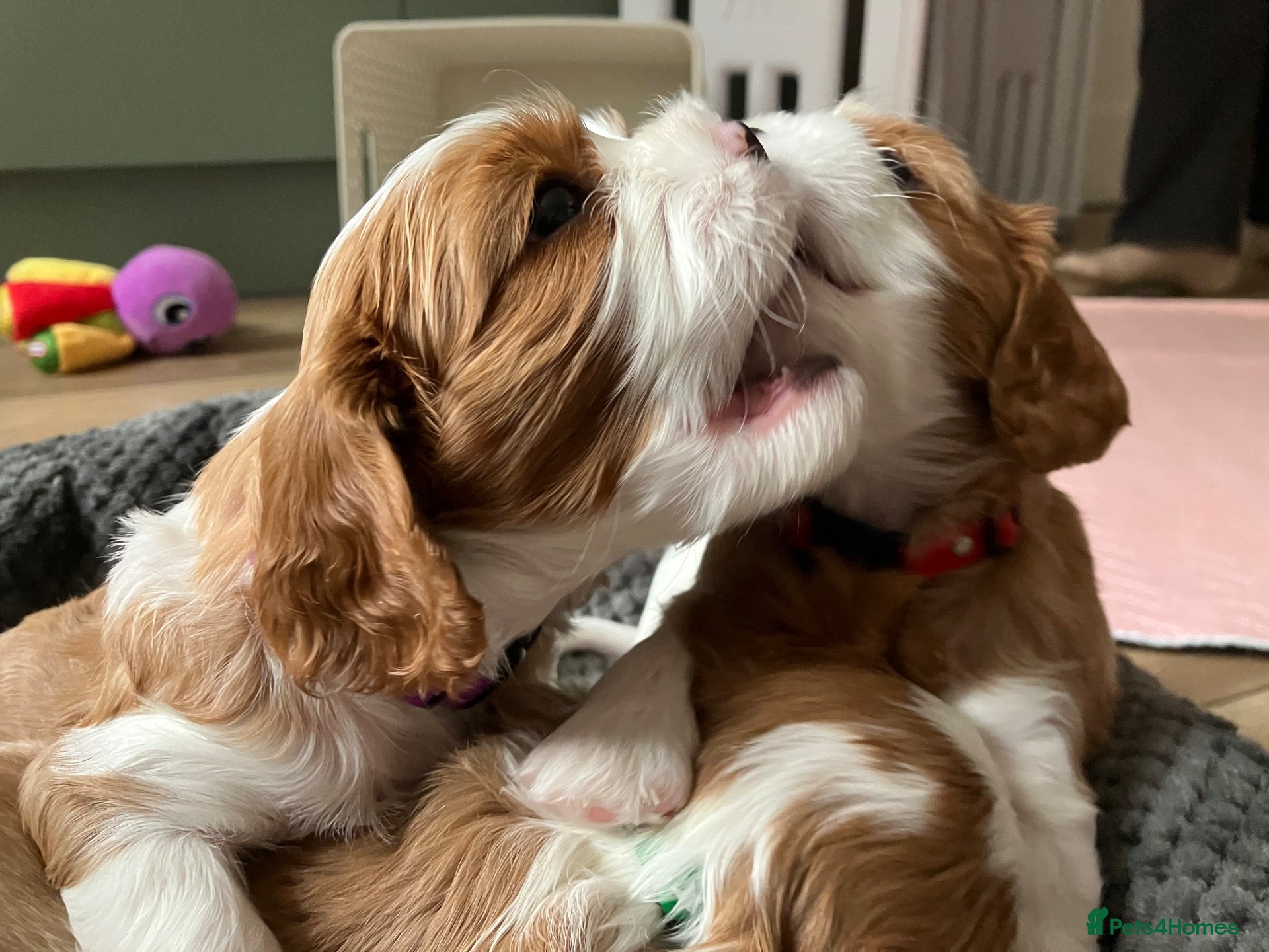 Cavalier King Charles Spaniel dogs KC Registered Puppies from Health Tested Parents  - Advert 2