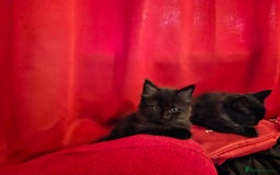 British Longhair cats for sale: 8 kittens for sale - Image 5