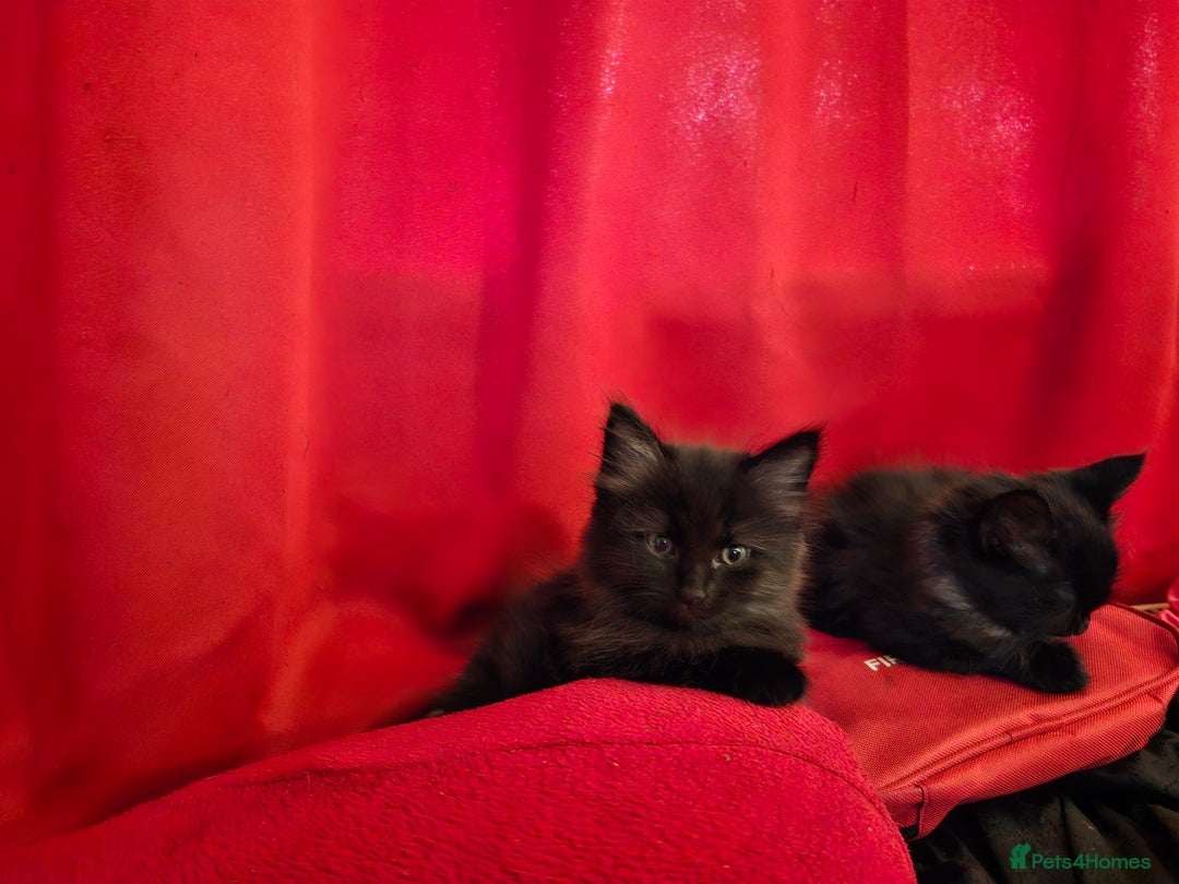 British Longhair cats for sale: 8 kittens for sale - Image 5