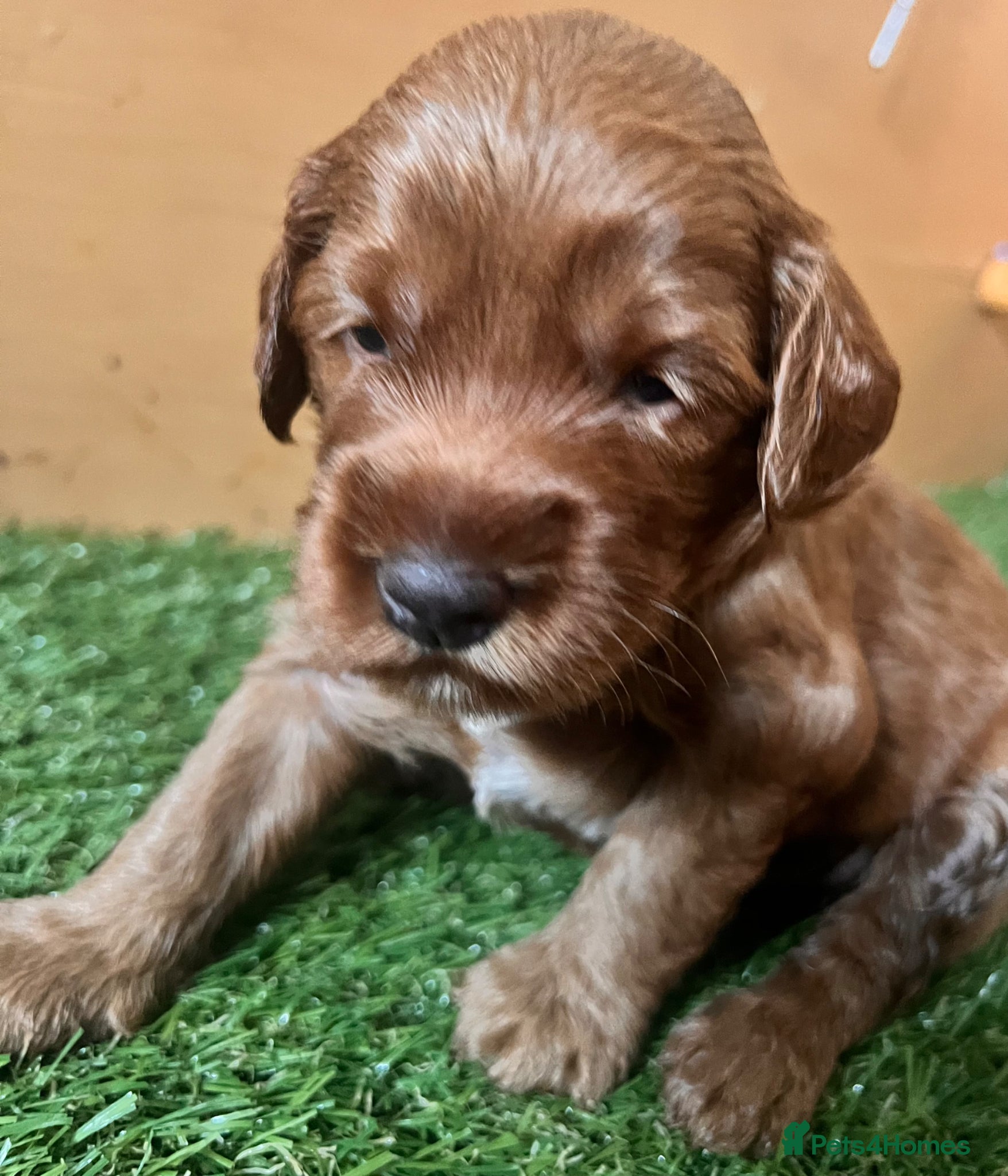 Australian Labradoodle dogs Tiny Tails,Big♥️Australian labradoodle - Advert 5
