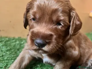 Australian Labradoodle dogs Tiny Tails,Big♥️Australian labradoodle - Advert 2