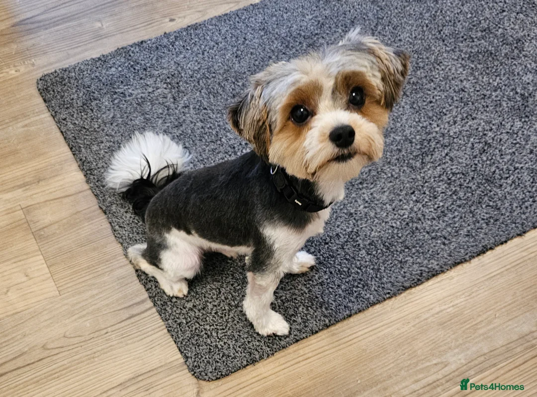 Biewer Terrier dogs for sale: Tiny Biewer Terrier - Advert 3