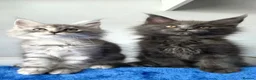 Maine Coon cats for sale: GCCF-registered Maine Coon kittens. - Advert 6