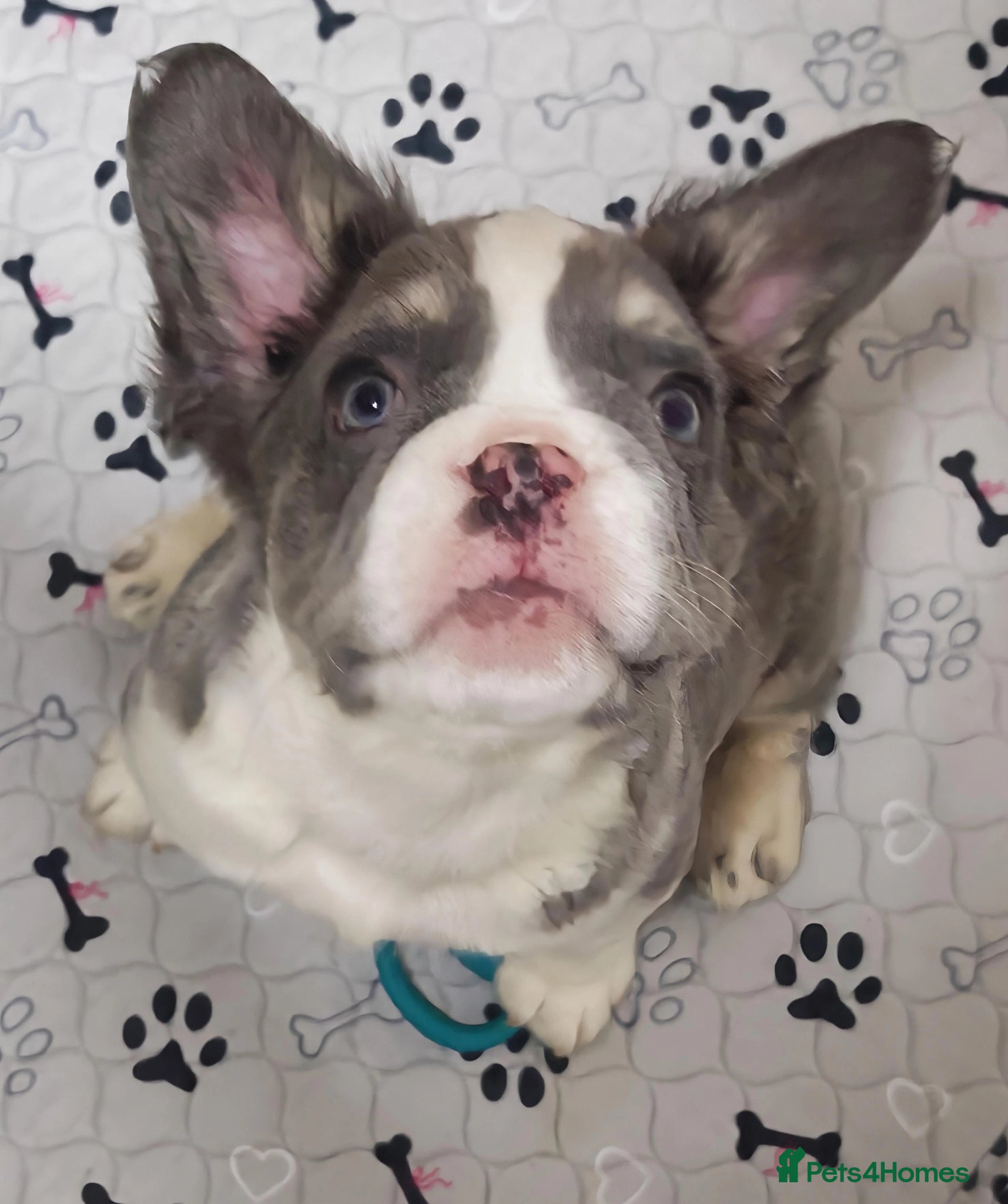 French Bulldog dogs Price Reduced French Bulldogs - Advert 1