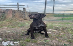 German Shorthaired Pointer dogs for sale: Stunning KC German Shorthaired Pointer Puppies - Image 19