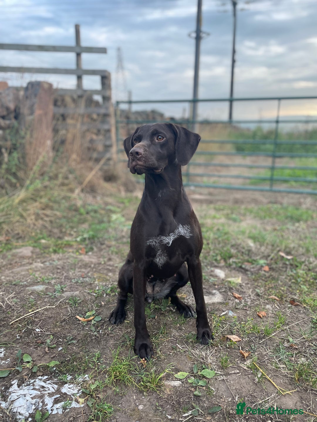 German Shorthaired Pointer dogs for sale: Stunning KC German Shorthaired Pointer Puppies - Image 19