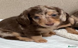 Miniature Dachshund dogs for sale: Miniature Long Haired Dachshund **Last Boy** in Saint Helens - Image 3