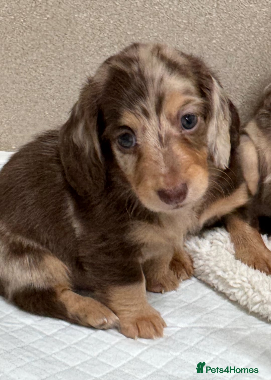 Miniature Dachshund dogs for sale: Miniature Long Haired Dachshund **Last Boy** in Saint Helens - Image 3