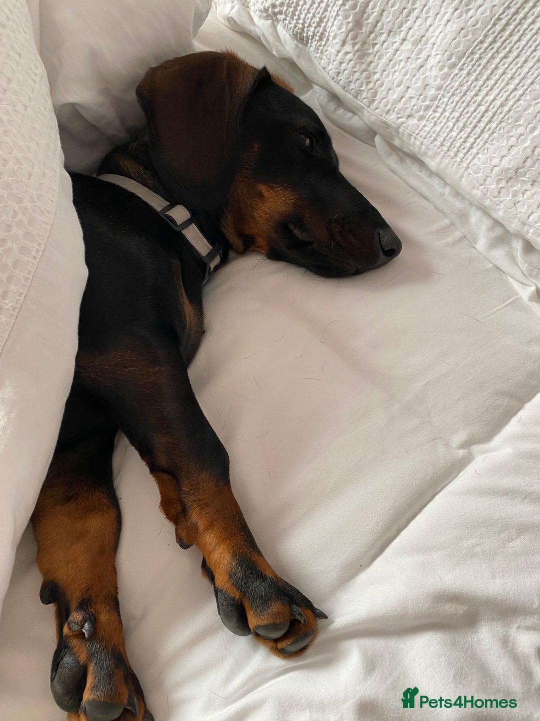 Mixed Breed dogs for sale: Looking for new home!  - Image 5