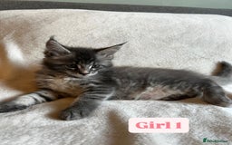 Maine Coon cats for sale: Maine Coon Kittens for Sale TICA  3 Boys & 2 Girls - Image 20