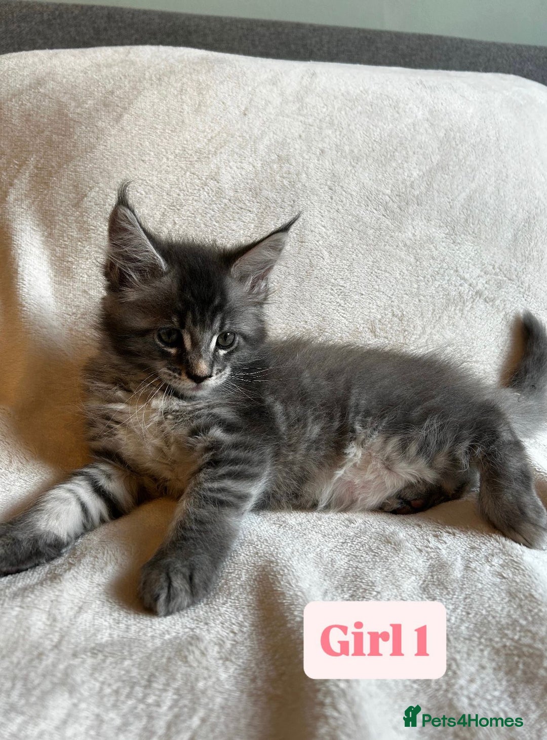 Maine Coon cats for sale: Maine Coon Kittens for Sale TICA  3 Boys & 2 Girls - Image 20